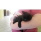 Babykatzen - Katze