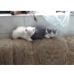 Babykatzen - Katze