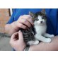Babykatzen - Katze