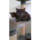 Babykatzen - Katze
