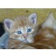 Babykatzen - Katze