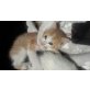 Babykatzen - Katze