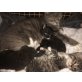Babykatzen - Katze