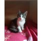 Babykatzen abzugeben  - Kater