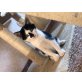 Babykatzen  kater- - Katze