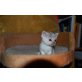 Babykatzen mit Karthäuser Einschlag - Katze