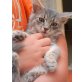 Babykatzen viele Farben, Europäische Kurzhaarkatze - Kater