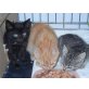 Babykatzen viele Farben, Europäische Kurzhaarkatze - Kater