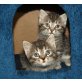 Babykatzis, Britisch Kurzhaarkatze - Kater
