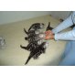Babys, 2 Monate alt, Britisch Kurzhaarkatze - Kater