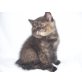 Babys, Britisch Kurzhaarkatze - Kater