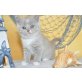 Babys, Britisch Kurzhaarkatze - Katze