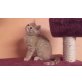 Babys, Britisch Kurzhaarkatze - Katze