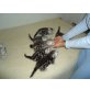 Babys, Britisch Kurzhaarkatze - Katze