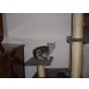 Babys, Britisch Kurzhaarkatze - Katze