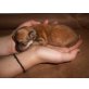 Babys, Chihuahua langhaariger Schlag Welpen - Rüde