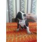 Babys, Deutsche Dogge - Hündin