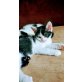 Babys Hauskatze - Kater