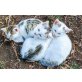 Babys Hauskatze - Kater
