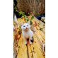 Babys Hauskatze - Kater