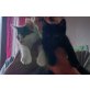 Babys Hauskatze - Katze