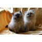 Babys, Himalayan - Katze