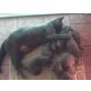 Babys, Kartäuser - Katze