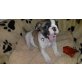 Babys, Olde English Bulldogge Welpen - Hündin