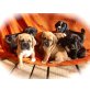   Babys, Puggle Welpen - Rüde