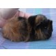Babys, US-Teddy und Peruaner - weiblich