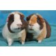 Babys, US-Teddy - weiblich
