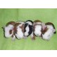 Babys, US-Teddys, Peruaner und