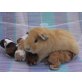 Babys, US-Teddys, Peruaner und Lunkarya