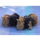 Babys, US-Teddys, Peruaner und Lunkarya