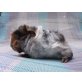 Babys, US-Teddys, Peruaner und Rosetten - weiblich