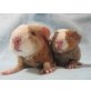 Babys, US-Teddys, Peruaner - weiblich