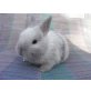 Babys, Zwergkaninchen