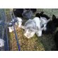 Babys, Zwergkaninchen - männlich