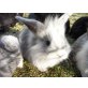 Babys, Zwergkaninchen - männlich