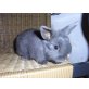 Babys, Zwergkaninchen - weiblich