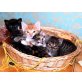 Babystubentiger, Babystubentiger - Kater