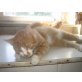Bacadi - Kater