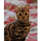 Bacardi, Bengalkatze - Kater