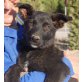 Baccio, belgischer Schäferhund Mix Welpen - Rüde
