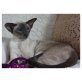 Bacio, Siamesen - Kater
