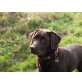 Bacira, Labrador Retriever - Hündin