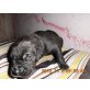 Backer, Deutsche Dogge Welpen - Rüde