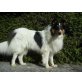 Baco, Collie - Rüde