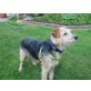 Baco, Terrier-Mix - Rüde