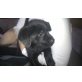 Baddy, Labrador-Schnauzer Welpen - Rüde